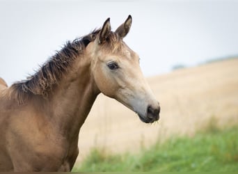 Trakehner, Jument, 1 Année, 168 cm, Buckskin