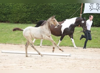 Trakehner, Jument, 1 Année, 168 cm, Buckskin