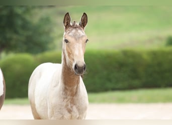 Trakehner, Jument, 1 Année, 168 cm, Buckskin