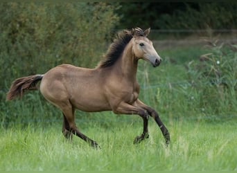 Trakehner, Jument, 1 Année, 168 cm, Buckskin