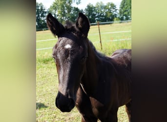 Trakehner, Jument, 1 Année, 168 cm, Noir