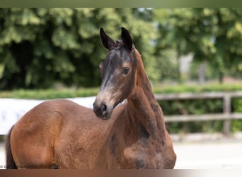 Trakehner, Jument, 1 Année, 168 cm, Noir