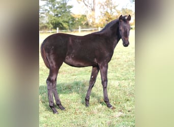 Trakehner, Jument, 1 Année, 169 cm, Noir
