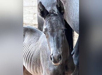 Trakehner, Jument, 1 Année, 169 cm, Noir