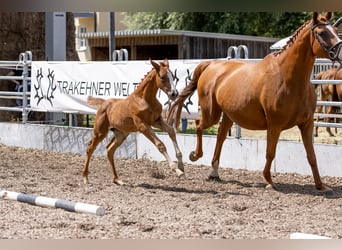 Trakehner, Jument, 1 Année, 170 cm, Alezan