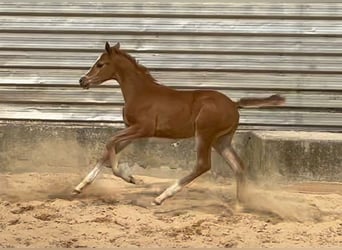 Trakehner, Jument, 1 Année, 170 cm, Alezan