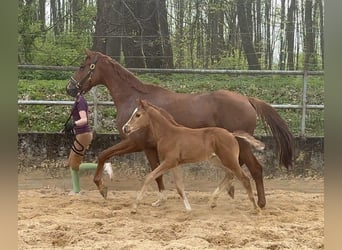 Trakehner, Jument, 1 Année, 170 cm, Alezan