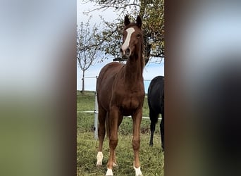 Trakehner, Jument, 1 Année, 175 cm, Alezan