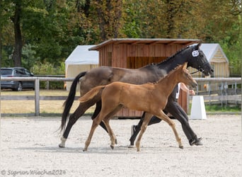 Trakehner, Jument, 1 Année, Alezan brûlé