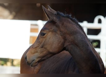 Trakehner, Jument, 1 Année, Bai brun