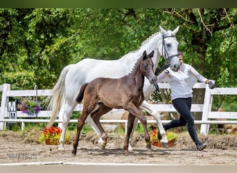 Trakehner, Jument, 1 Année, Bai brun