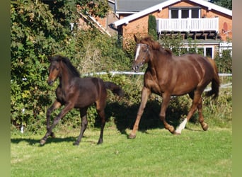 Trakehner, Jument, 1 Année, Bai brun