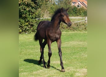 Trakehner, Jument, 1 Année, Bai brun