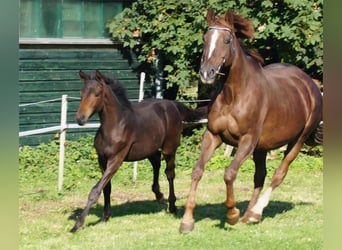 Trakehner, Jument, 1 Année, Bai brun