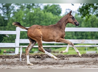 Trakehner, Jument, 1 Année, Bai brun