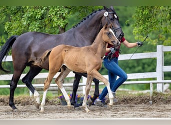 Trakehner, Jument, 1 Année, Bai brun