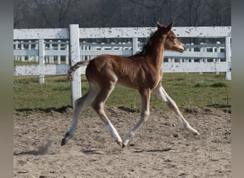 Trakehner, Jument, 1 Année, Bai