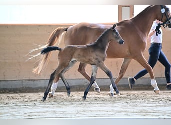 Trakehner, Jument, 1 Année, Bai