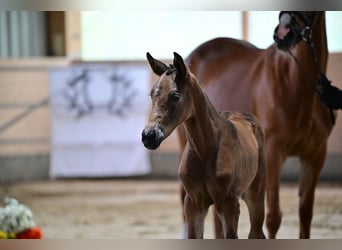 Trakehner, Jument, 1 Année, Bai