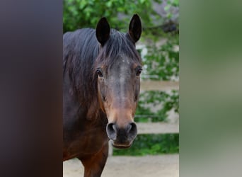 Trakehner, Jument, 21 Ans, 163 cm, Bai