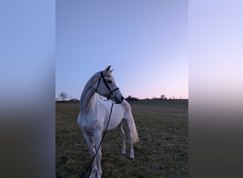 Trakehner, Jument, 23 Ans, 175 cm, Gris pommelé