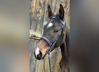 Trakehner, Jument, 2 Ans, 147 cm, Bai