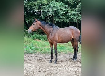 Trakehner, Jument, 2 Ans, 159 cm, Bai