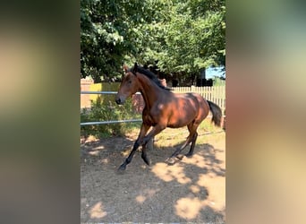 Trakehner, Jument, 2 Ans, 159 cm, Bai