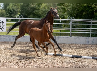 Trakehner, Jument, 2 Ans, 165 cm, Bai