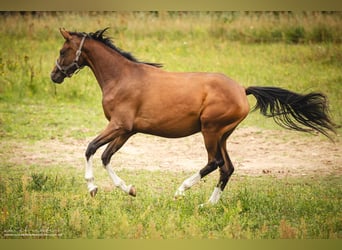 Trakehner, Jument, 2 Ans, 165 cm, Bai