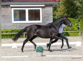 Trakehner, Jument, 2 Ans, 166 cm, Bai brun