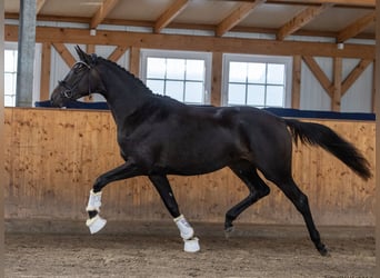 Trakehner, Jument, 2 Ans, 166 cm, Bai brun