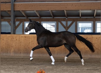 Trakehner, Jument, 2 Ans, 167 cm, Bai brun
