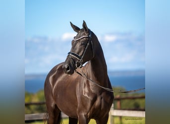 Trakehner, Jument, 2 Ans, 167 cm, Bai brun foncé