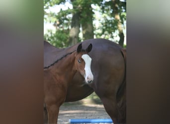 Trakehner, Jument, 2 Ans, 167 cm, Bai