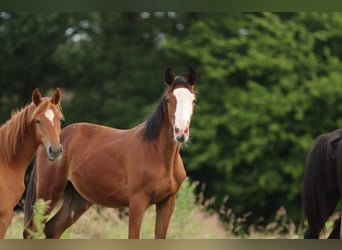 Trakehner, Jument, 2 Ans, 167 cm, Bai