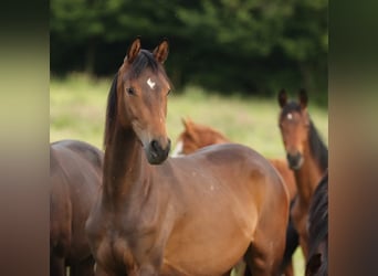 Trakehner, Jument, 2 Ans, 168 cm, Bai