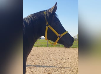 Trakehner, Jument, 2 Ans, 170 cm, Gris noir