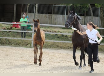Trakehner, Jument, 2 Ans, 171 cm, Bai brun