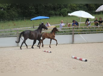 Trakehner, Jument, 2 Ans, 171 cm, Bai brun