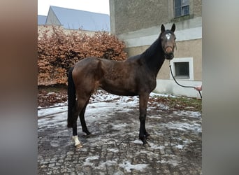 Trakehner, Jument, 3 Ans, 154 cm, Bai brun