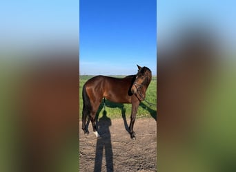 Trakehner, Jument, 3 Ans, 155 cm, Bai brun