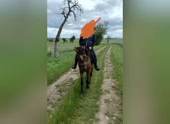 Trakehner, Jument, 3 Ans, 156 cm, Bai brun