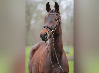 Trakehner, Jument, 3 Ans, 158 cm, Bai