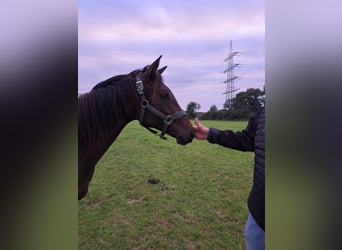 Trakehner, Jument, 3 Ans, 158 cm, Bai