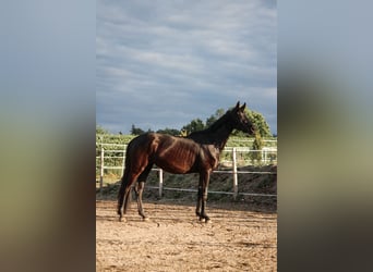 Trakehner, Jument, 3 Ans, 158 cm, Noir