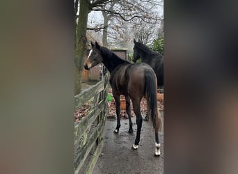 Trakehner, Jument, 3 Ans, 160 cm, Bai