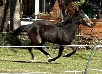 Trakehner, Jument, 3 Ans, 160 cm, Bai