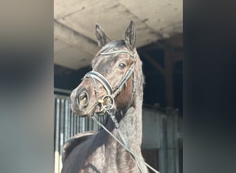 Trakehner, Jument, 3 Ans, 160 cm, Noir