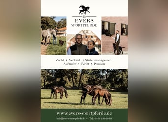 Trakehner, Jument, 3 Ans, 162 cm, Alezan